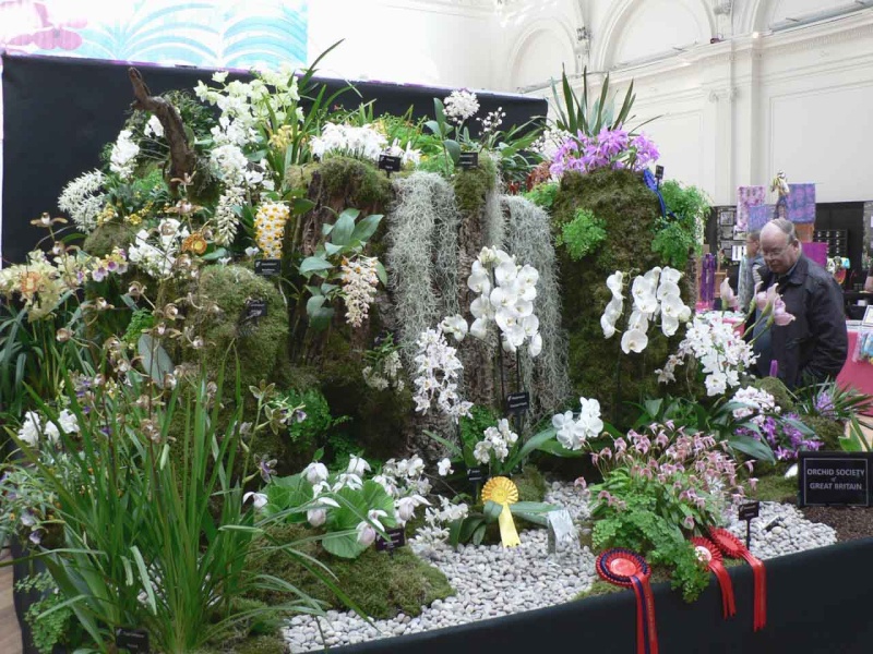 17th European Orchid Show (EOC) and Conference London / Londres 2015 (9 au 12 avril) - Page 4 P1170344