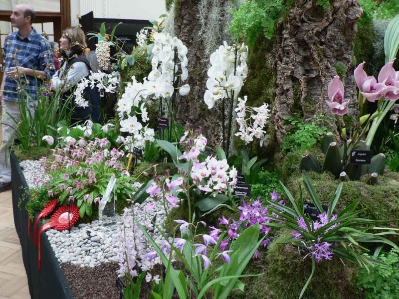 17th European Orchid Show (EOC) and Conference London / Londres 2015 (9 au 12 avril) - Page 4 P1170345