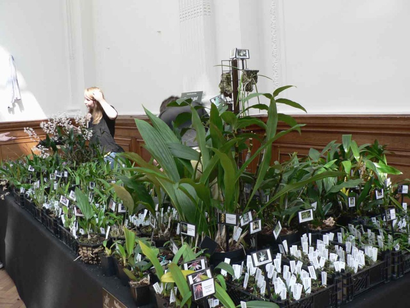 17th European Orchid Show (EOC) and Conference London / Londres 2015 (9 au 12 avril) - Page 4 P1170352