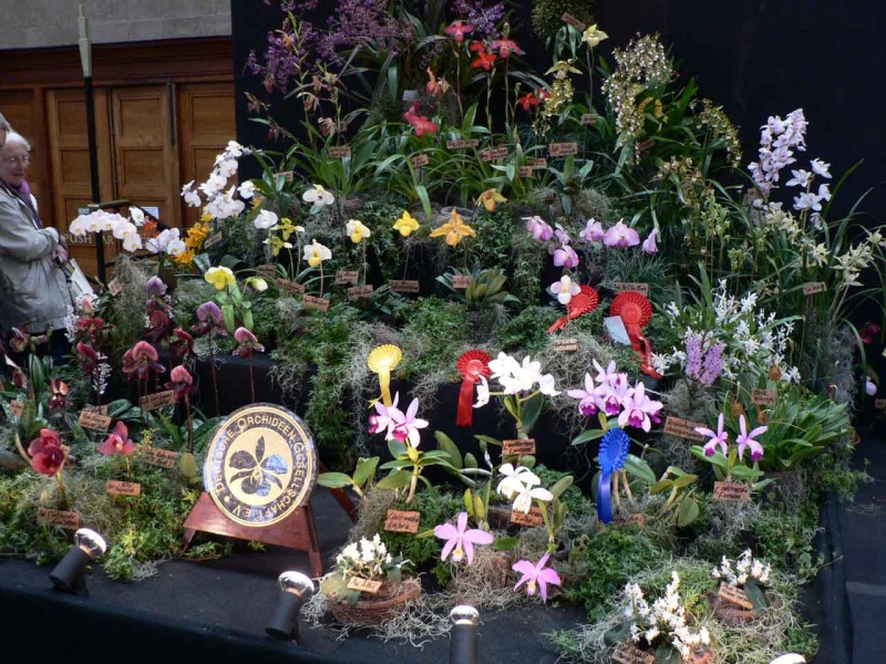17th European Orchid Show (EOC) and Conference London / Londres 2015 (9 au 12 avril) - Page 4 P1170356