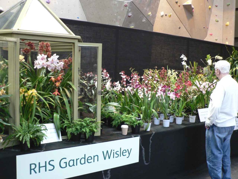 17th European Orchid Show (EOC) and Conference London / Londres 2015 (9 au 12 avril) - Page 4 P1170359