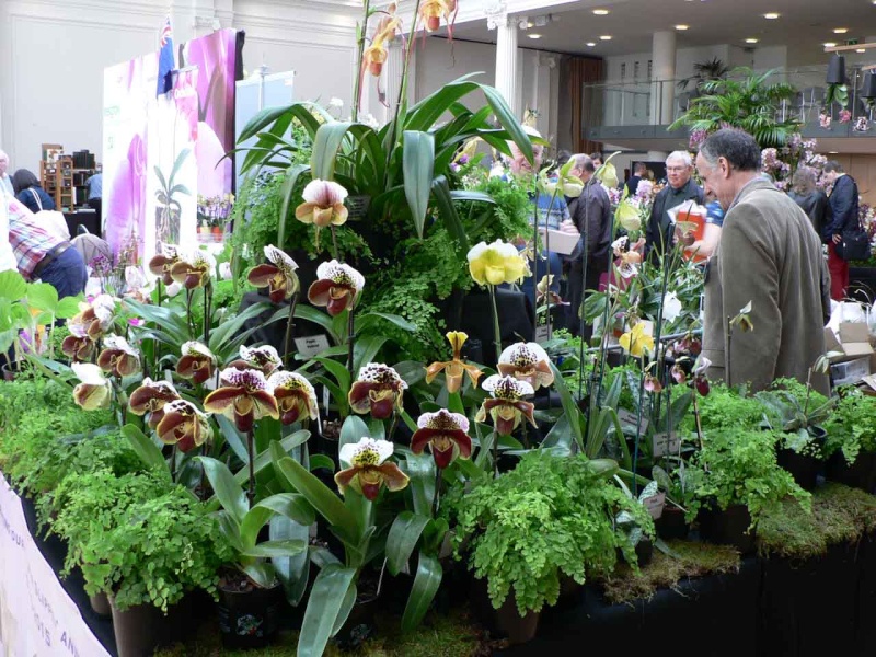 17th European Orchid Show (EOC) and Conference London / Londres 2015 (9 au 12 avril) - Page 4 P1170362