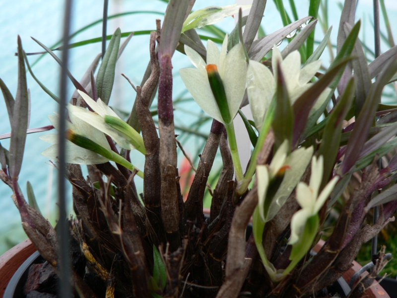 Dendrobium masarangense var. chlorinum P1170510