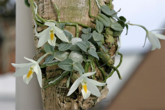 Photos d'orchidées inédites   - Page 5 Url10
