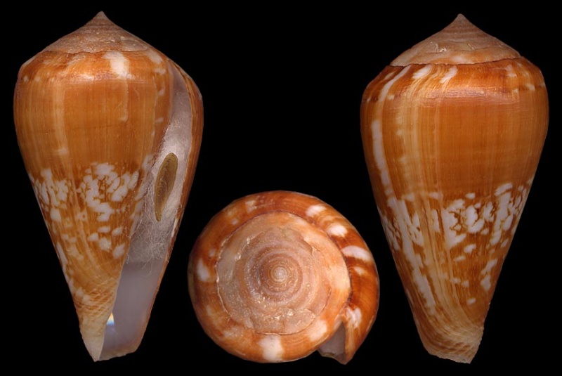 Conus (Lautoconus) dorotheae  Monnier & Limpalaër, 2010 Pineau10