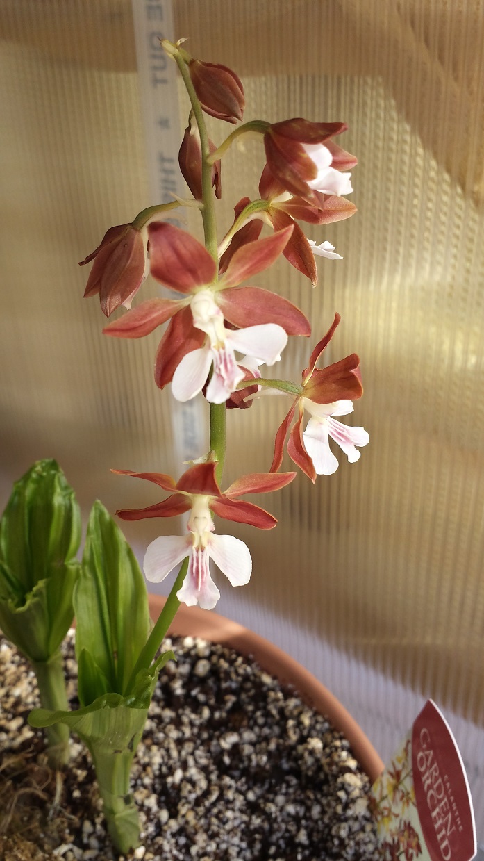 Calanthe discolor Calant10