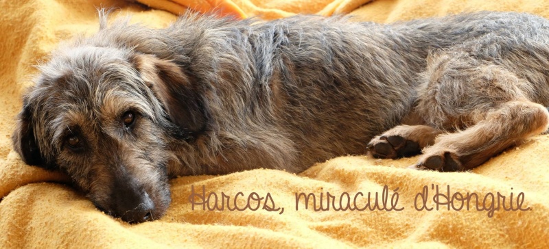HARCUS - -/7 ans -  battu à mort il a reussi à s'echapper pas les 2 autres chiens  - Sos Chiens France  - Hongrie 10321610