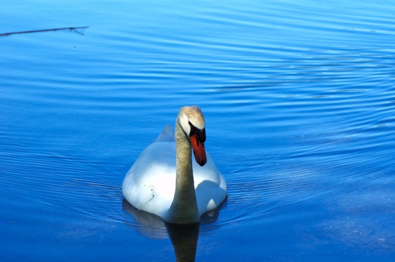 Sa majesté le cygne Signe_11