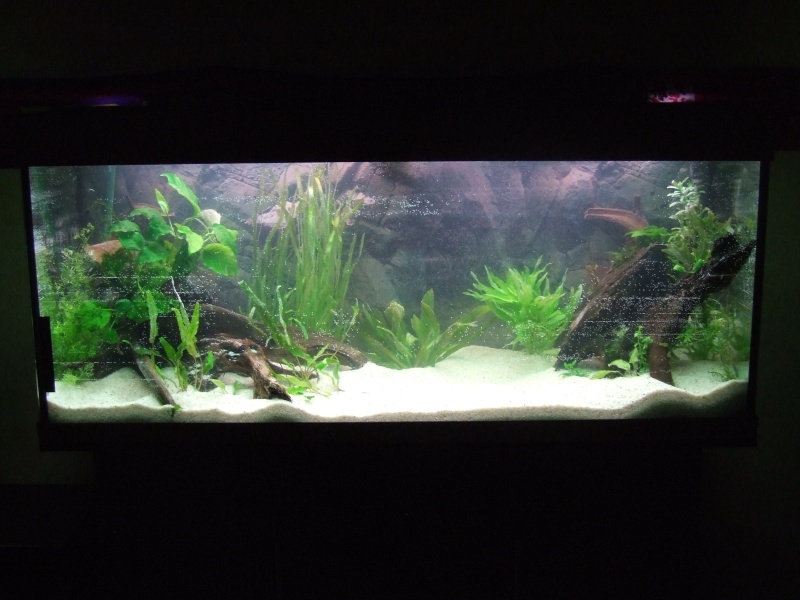 240L Amazonien Dscf3910