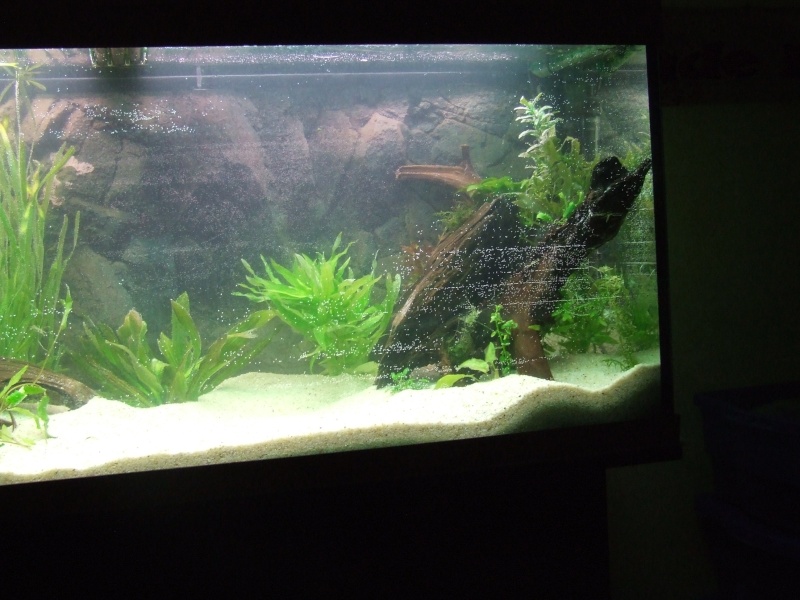 240L Amazonien Dscf3912