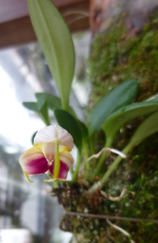 Miniatur-Orchideen 2. Teil - Seite 8 Masdev15