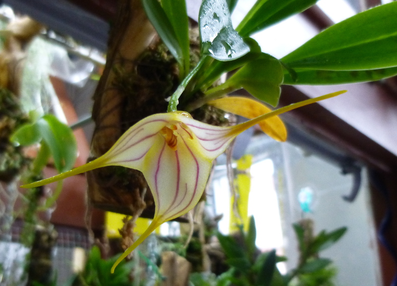 Masdevallia hybride aber welche... Masdev23