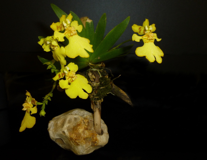 Miniatur-Orchideen 2. Teil - Seite 8 Psygmo15