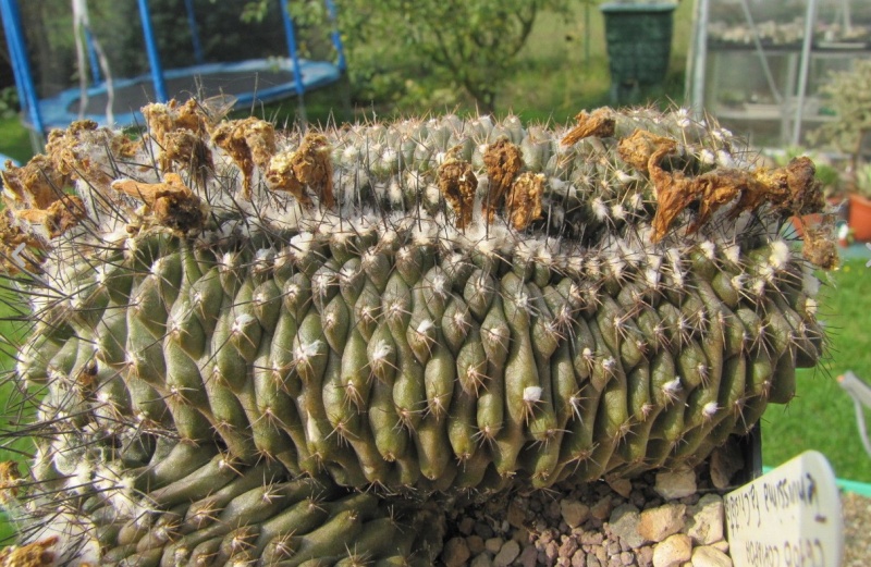 fleurs de cactus et  Aizoaceae au fil des saisons (I)  - Page 20 2014-012