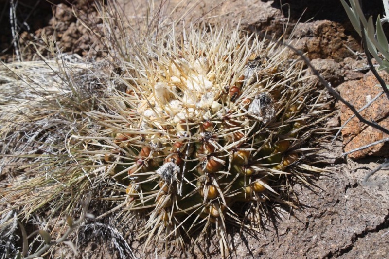 cactus n3 : Parodia submammulosus Otocac11