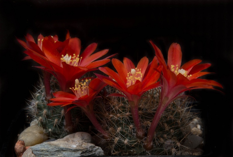 fleurs de cactus et  Aizoaceae au fil des saisons (I)  - Page 24 Sans_165