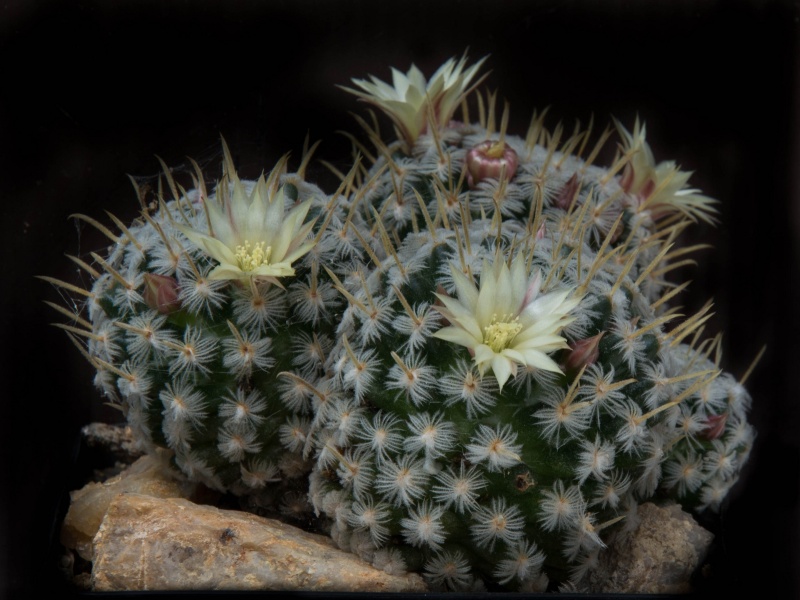 fleurs de cactus et  Aizoaceae au fil des saisons (I)  - Page 24 Sans_168