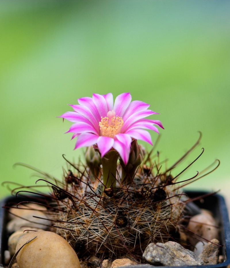 fleurs de cactus et  Aizoaceae au fil des saisons (I)  - Page 20 Sans_t48