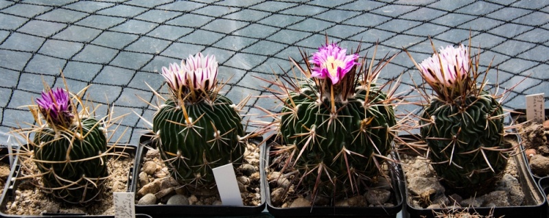 fleurs de cactus et  Aizoaceae au fil des saisons (I)  - Page 21 Sans_t93