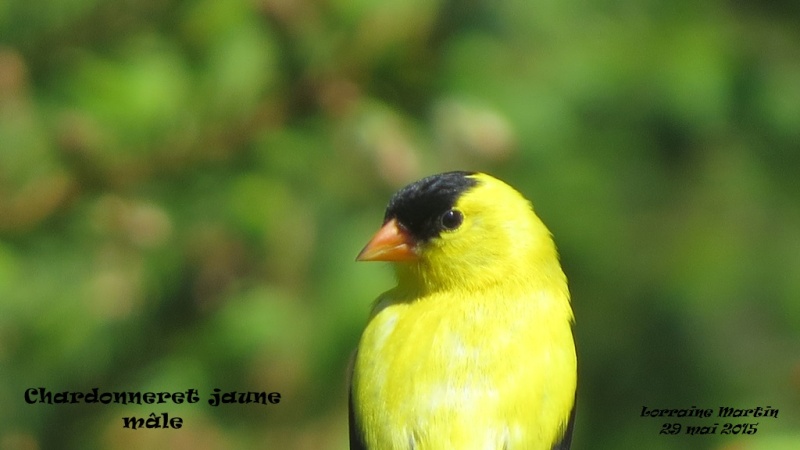 Chardonneret jaune mâle  Chardo12
