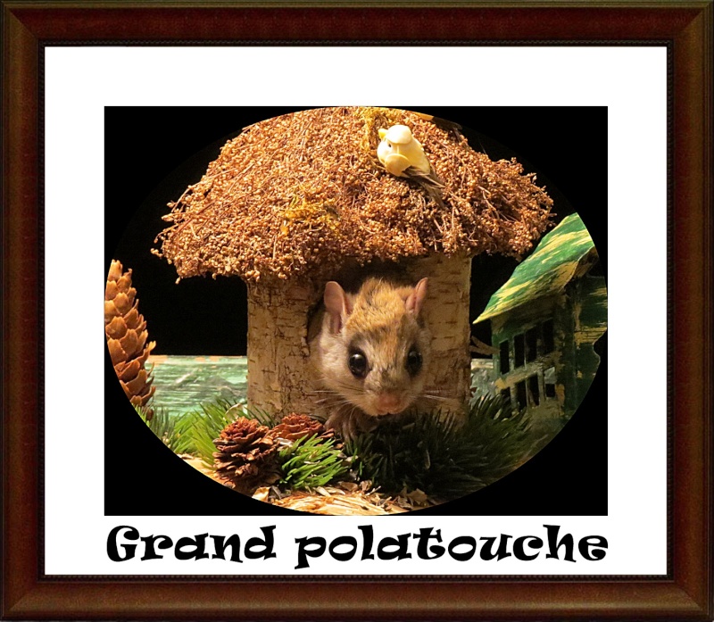 Grand polatouche  Polato10