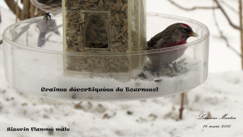 Modifier silo carré mangeoire d'oiseaux Silo_c11