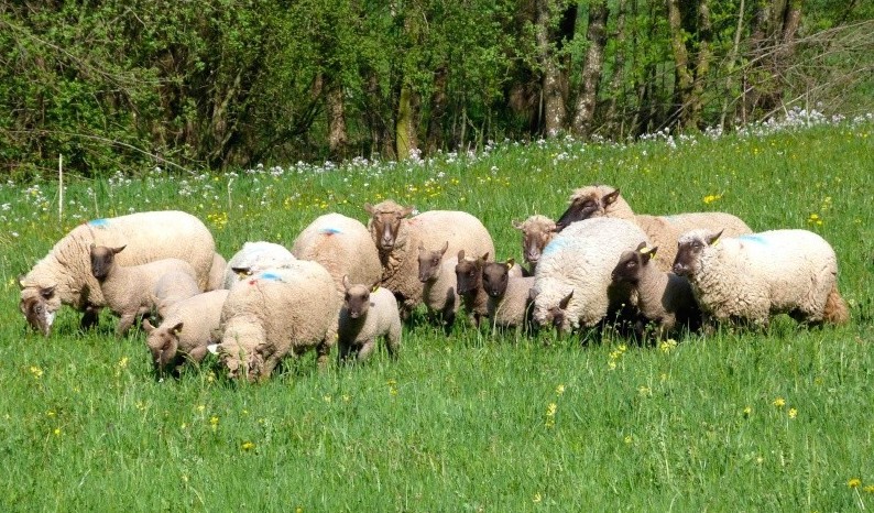 SHEEPPLANETE...100% SHEEPDOGS!!!