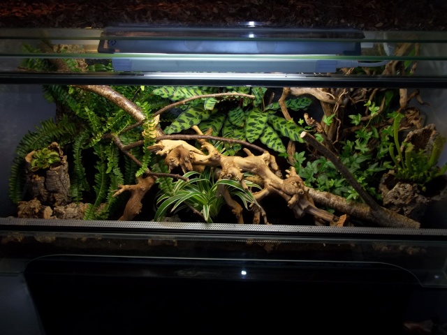 Terrarium naturel 100_8111