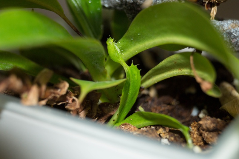 Karnivoren / insektenfangende Pflanzen Teil 1 - Seite 70 Dsc01310