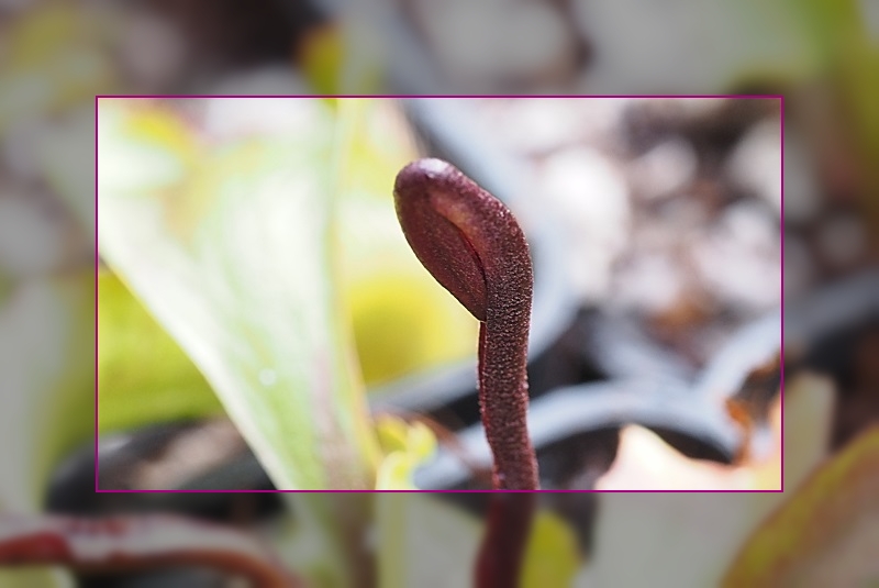 Karnivoren / insektenfangende Pflanzen Teil 1 - Seite 67 Dio210