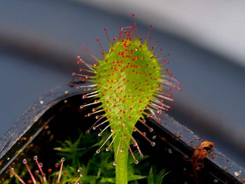 Karnivoren / insektenfangende Pflanzen Teil 1 - Seite 69 Ova110