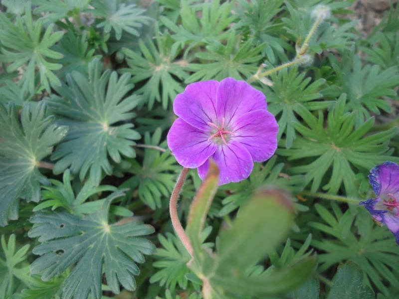 Geranium vivace  - Page 2 Dsc03738