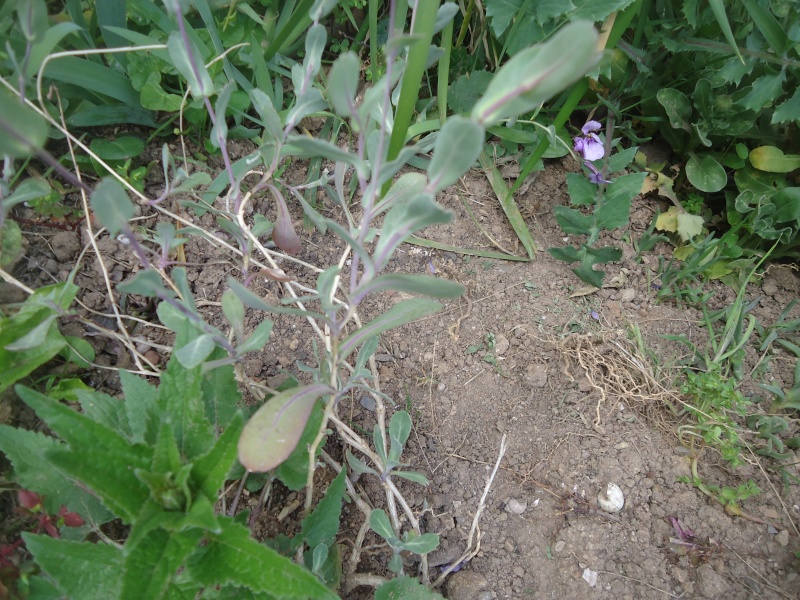 ramené d une randonnée : Moricandia arvensis Dsc03820