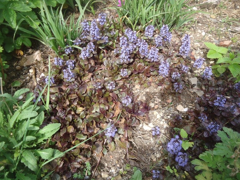 Bugle rampante pourpre (Ajuga reptans 'Atropurpurea) - Page 3 Dsc04028