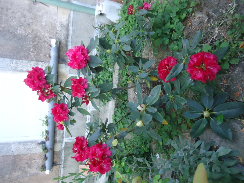 rhododendron - Page 14 Dsc04322