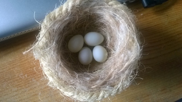 Photos des œufs de nos oiseaux d'élevage Wp_20143