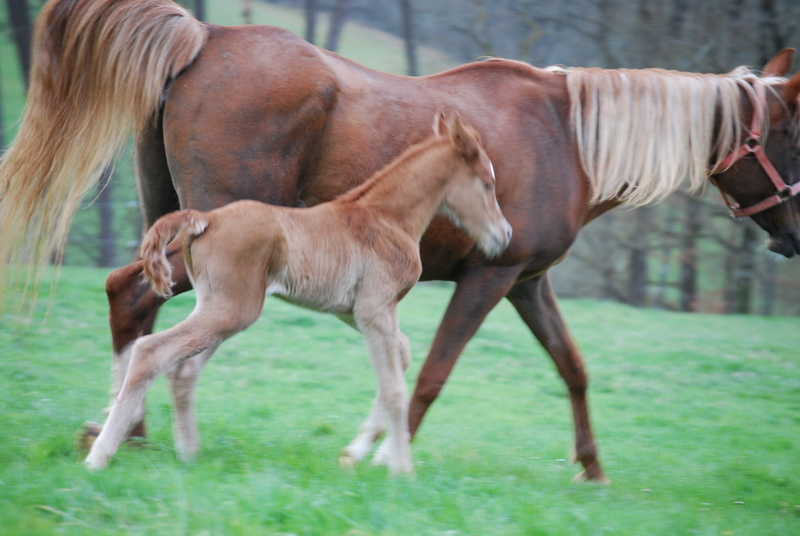 Marhok d'Alka ( Morhag x Louelouat Bouznika ) Dsc_0039