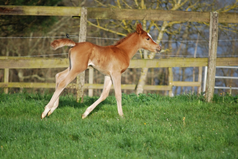 Marhok d'Alka ( Morhag x Louelouat Bouznika ) Dsc_0048