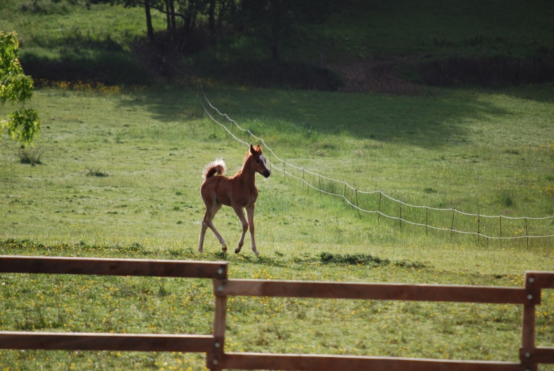 Marhok d'Alka ( Morhag x Louelouat Bouznika ) Dsc_0142