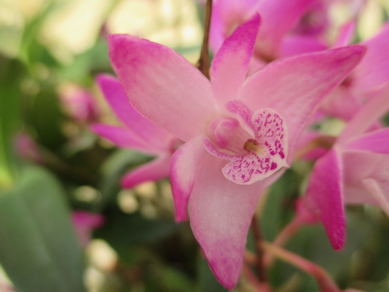 Dendrobium kingianum Img_1914