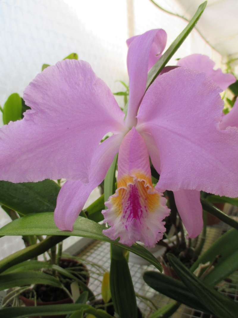 Cattleya mossiae Img_2028