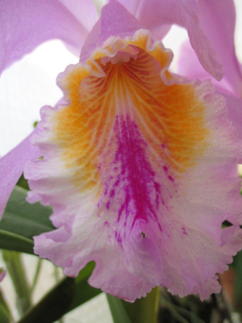 Cattleya mossiae Img_2029