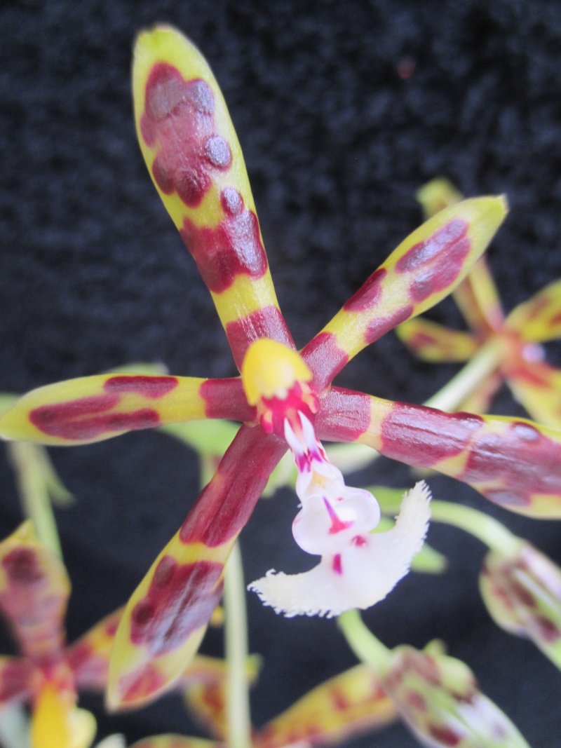 Phalaenopsis mannii Img_2114