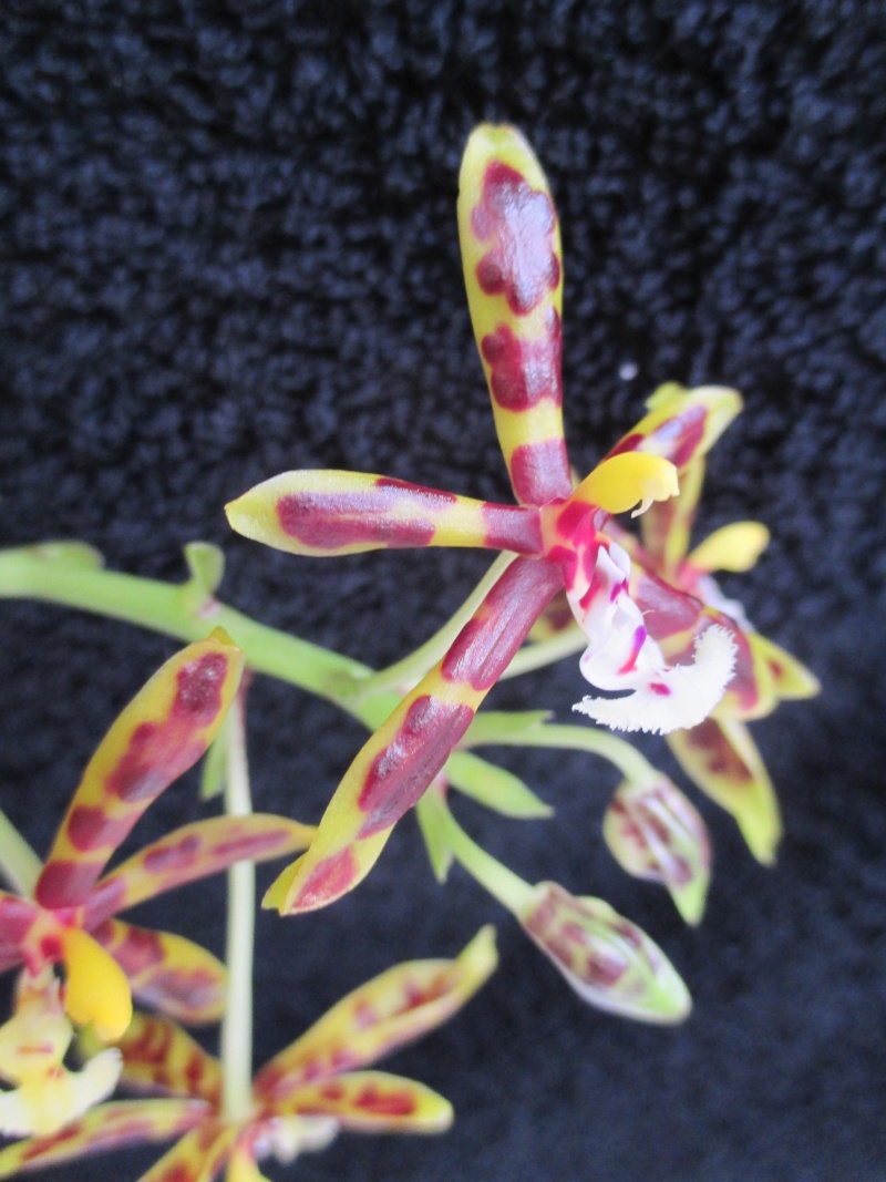 Phalaenopsis mannii Img_2115