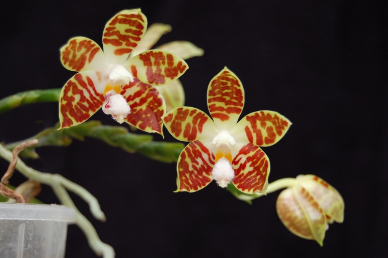 Phalaenopsis sumatrana Sumatr10
