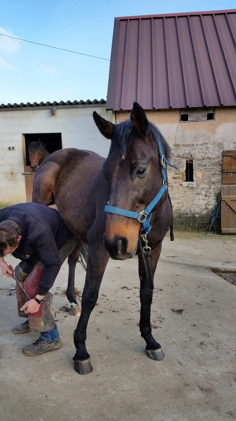 Les 3 GPLV du Cotentin - adoptés par Sylvain alias Vano50 20150412