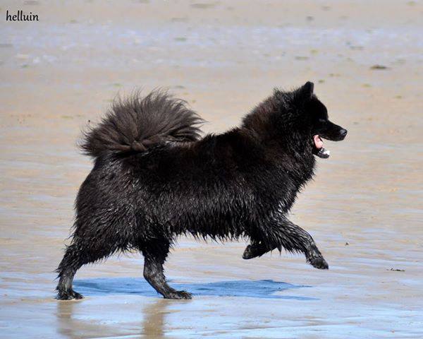 Jango Of Blue Silence (Eurasier) 12344310