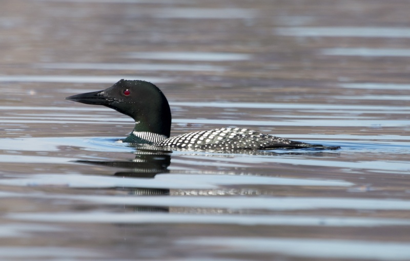 Plongeon Huard Huard10