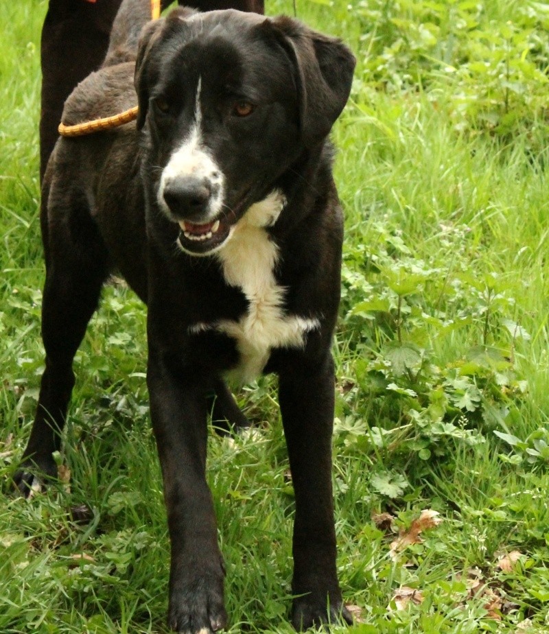 IANn Labrador  2 ans   -   SPA DE L' ANGOUMOIS A MORNAC  (16) Ian410