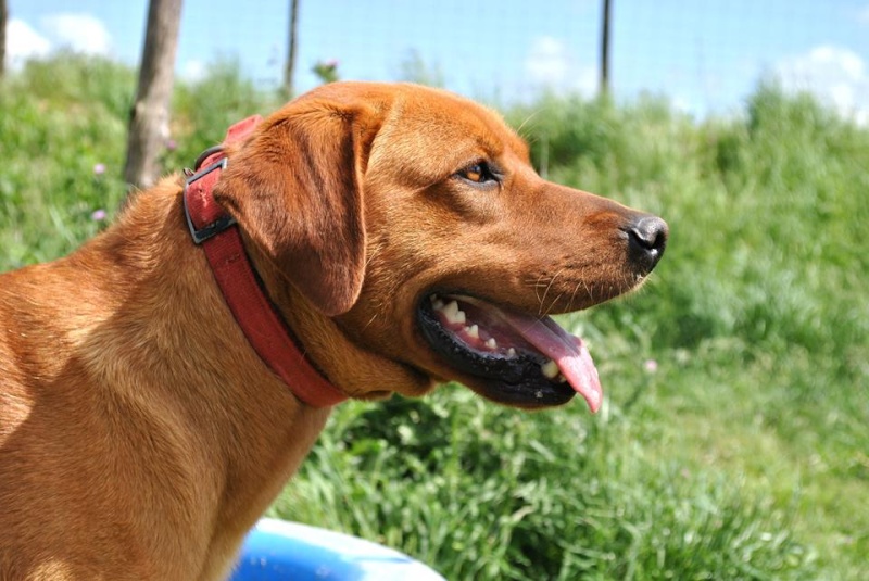 Hugo mâle croisé labrador caramel 3 ans  Hugo910